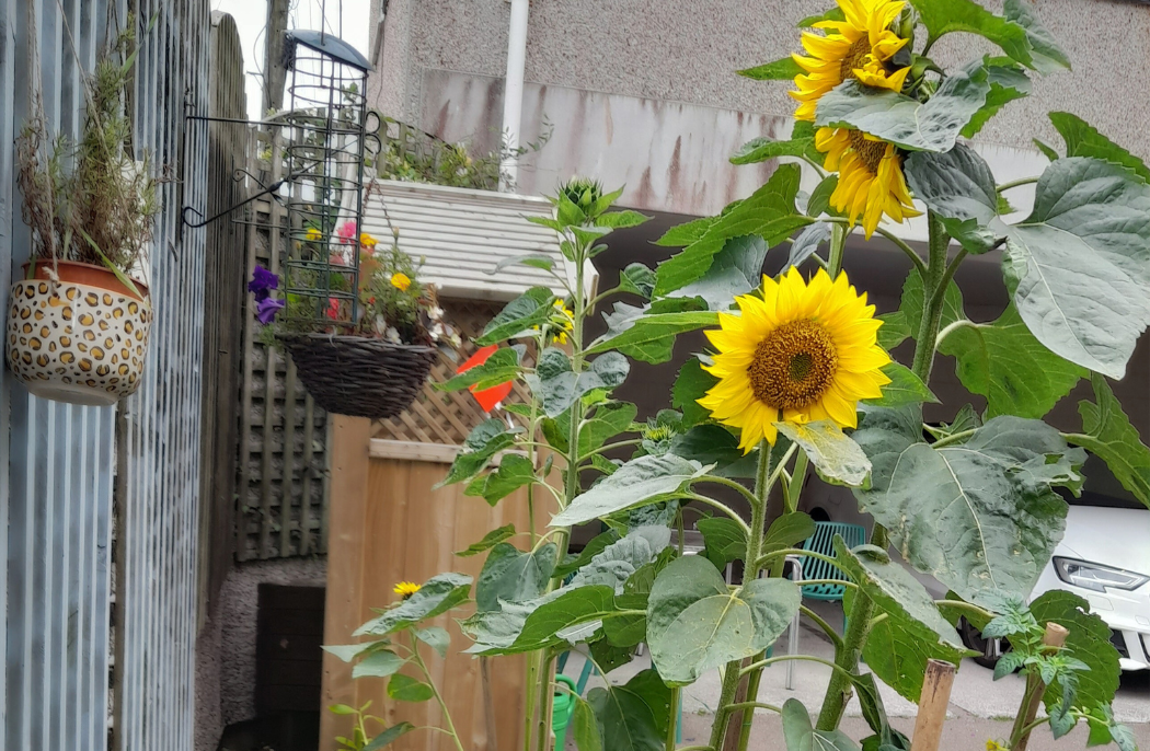 Sunflowers grown at Kencrow Court's garden.