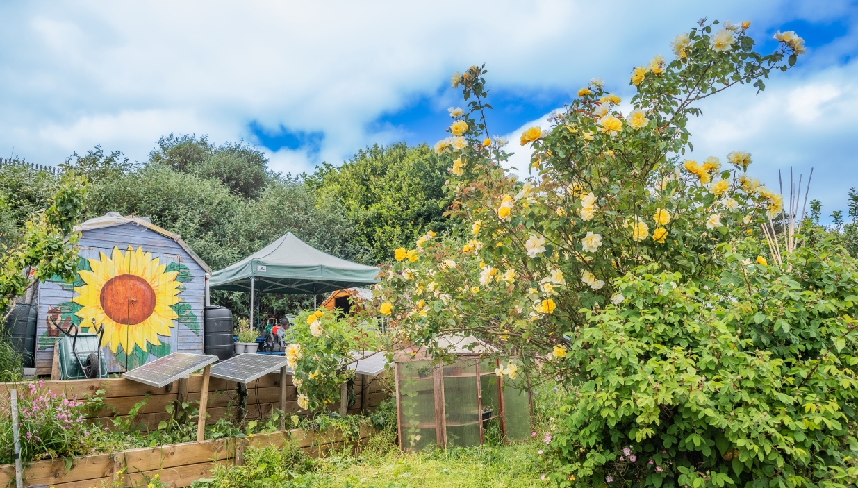 Plants at Plymouth allotment