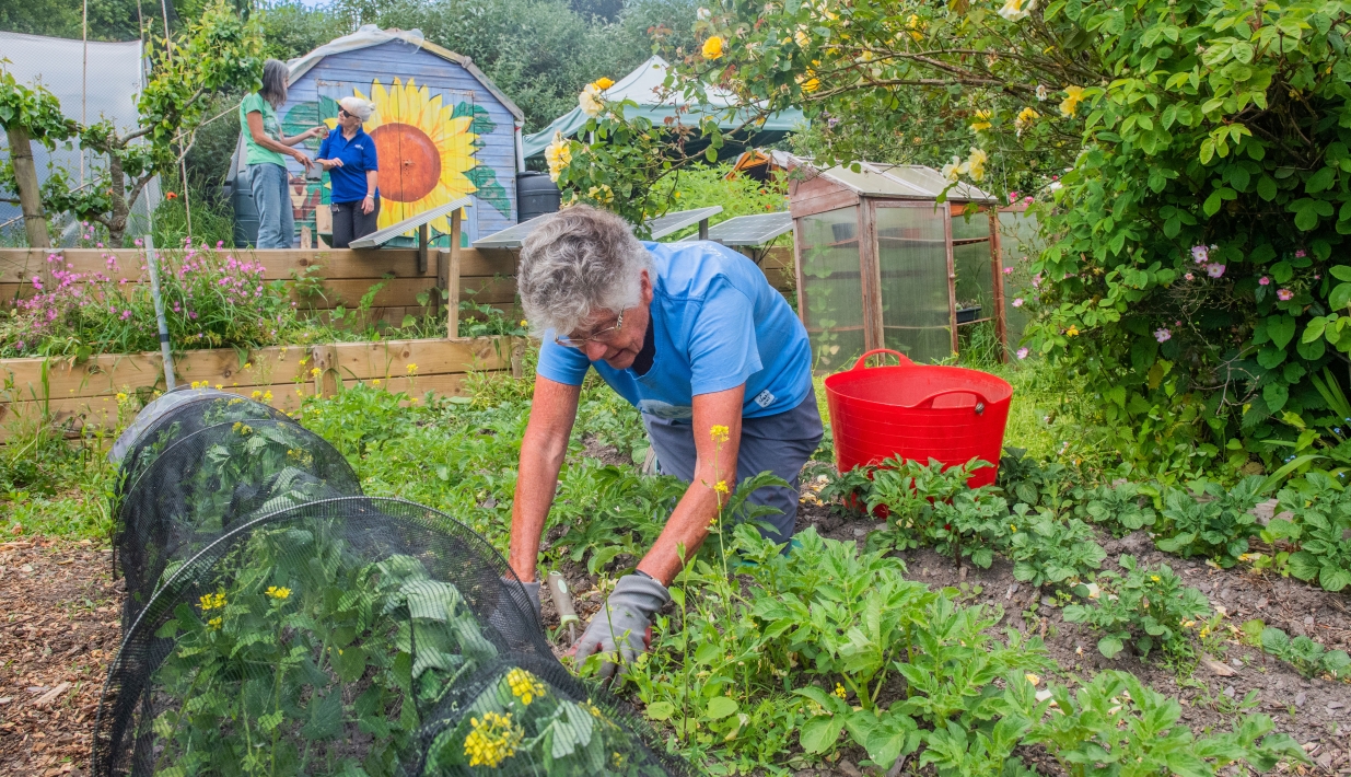 A volunteer planting at the allotment