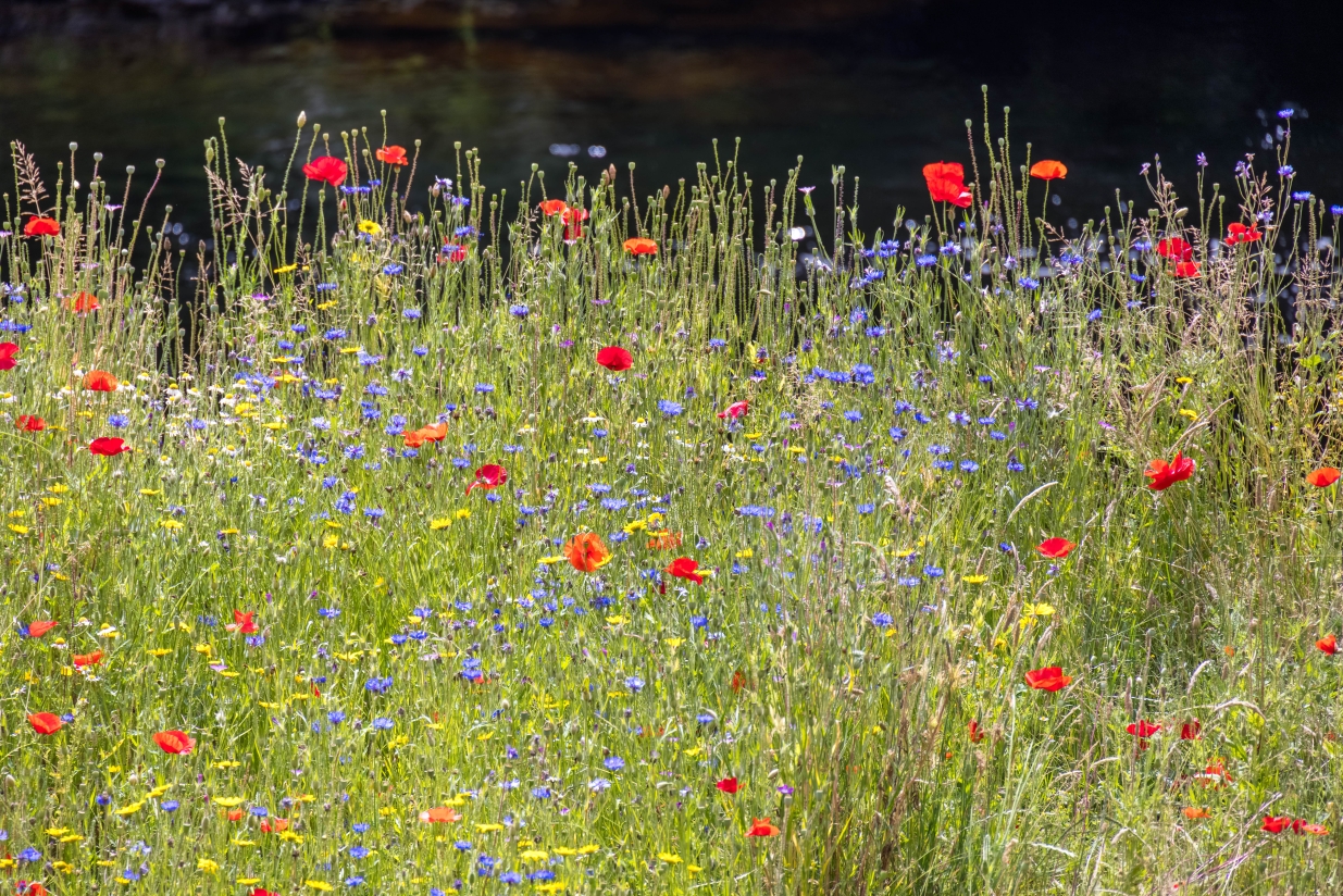 How to plant wildflowers in your garden LiveWest