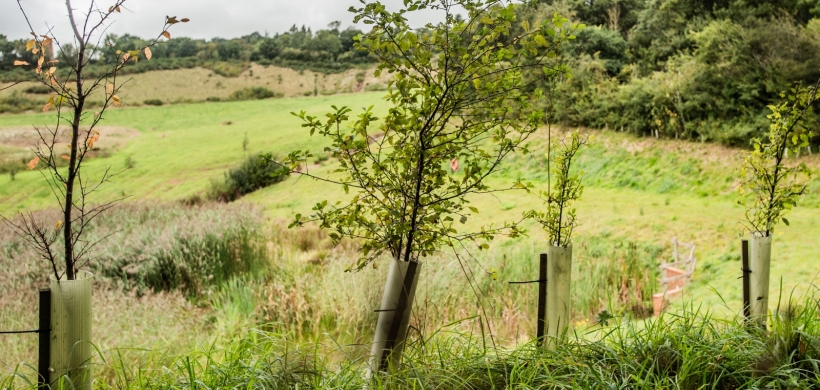 trees on one of our developments 