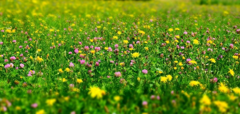 grass with a variety of wildflowers