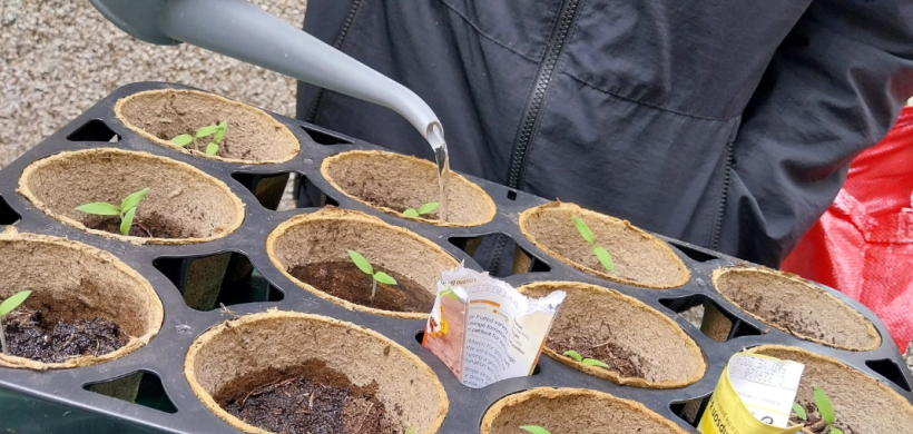 Tomatoes being grown at one of our supported housing schemes.