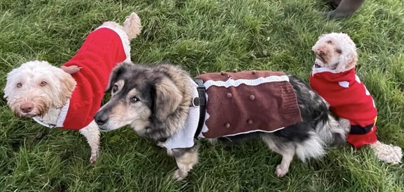 Two cockapoos in matching jumpers joined by other dogs.