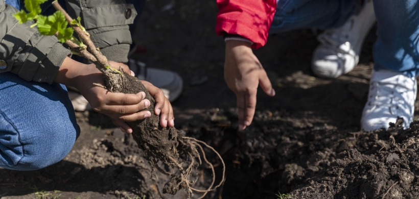 young people planting a tree