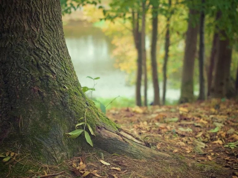 LiveWest launch pioneering tree research project