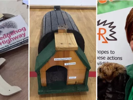 Encouraging the community to look after their wildlife, including hedgehogs