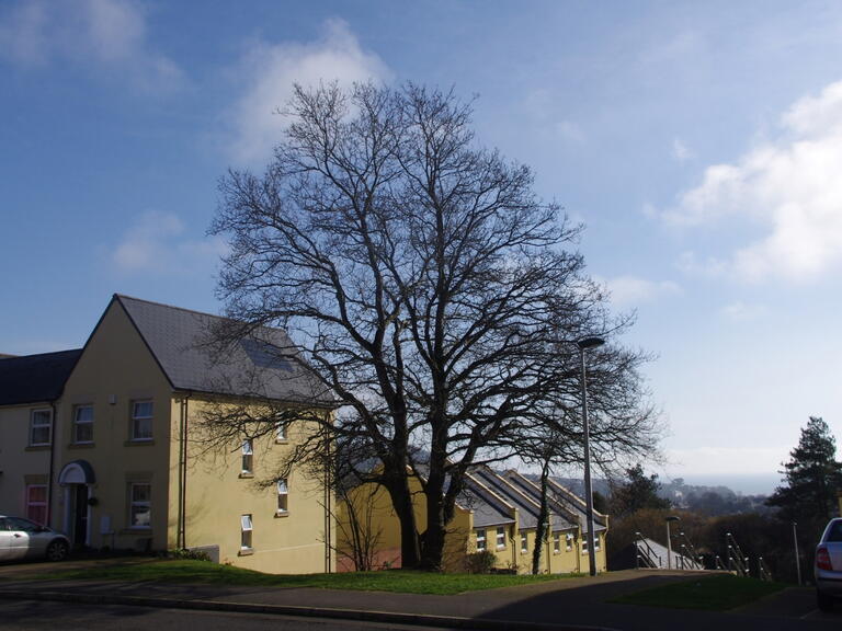 LiveWest trees