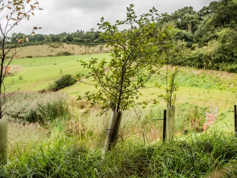 trees on one of our developments 