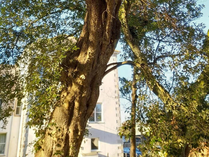 A beautiful tree with homes in the background.