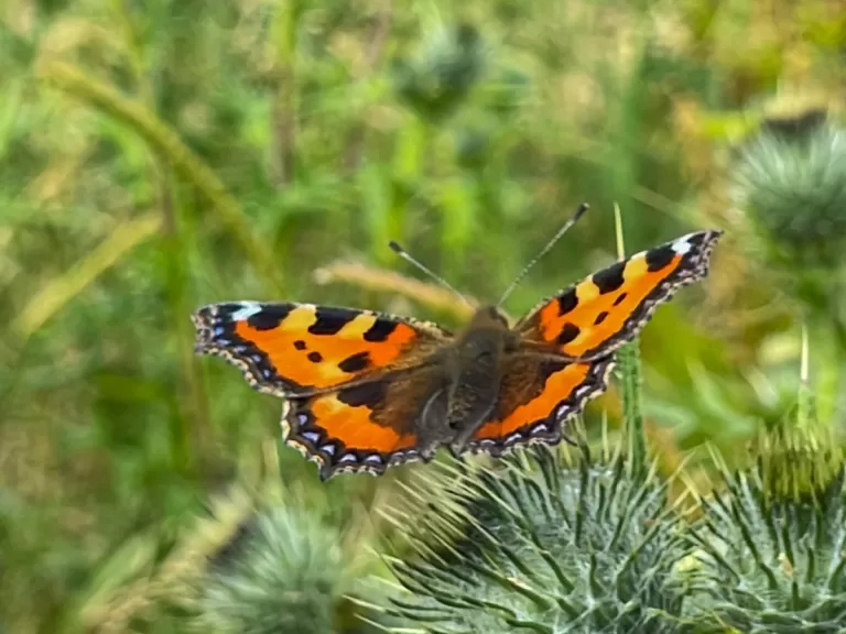 butterfly