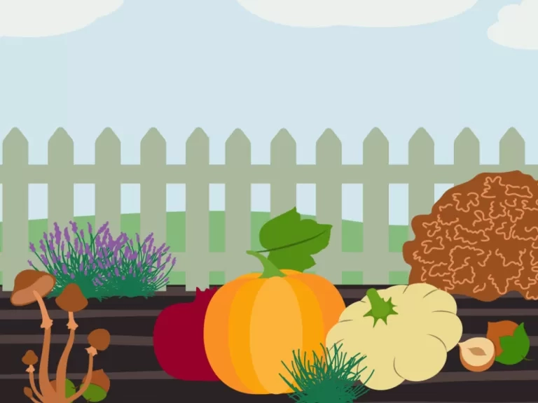 pumpkins