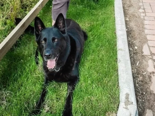dog