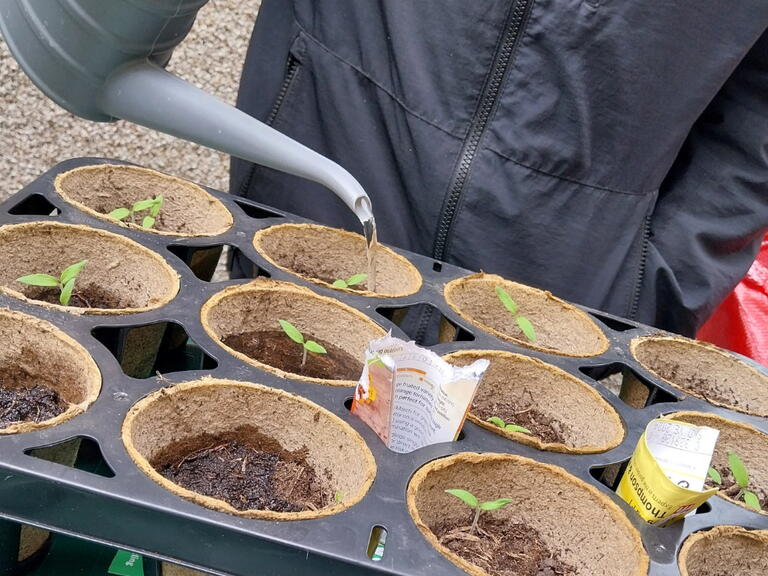 Tomatoes being grown at one of our supported housing schemes.