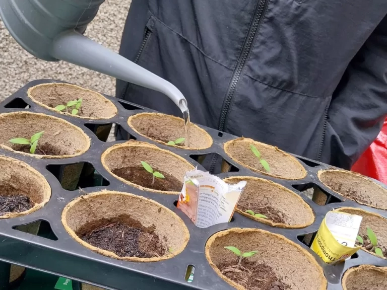 Tomatoes being grown at one of our supported housing schemes.