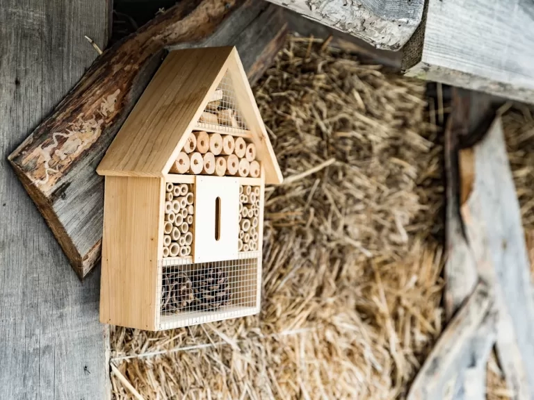 Bug hotel craft