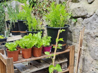 New green plants at our over 55s scheme.