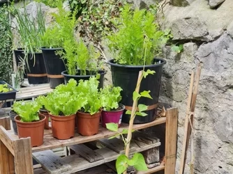 New green plants at our over 55s scheme.
