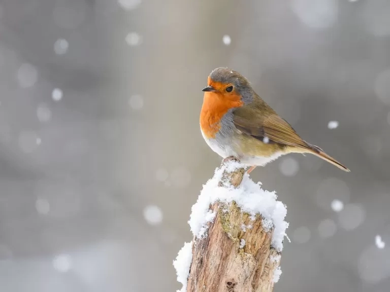 Robin in the snow