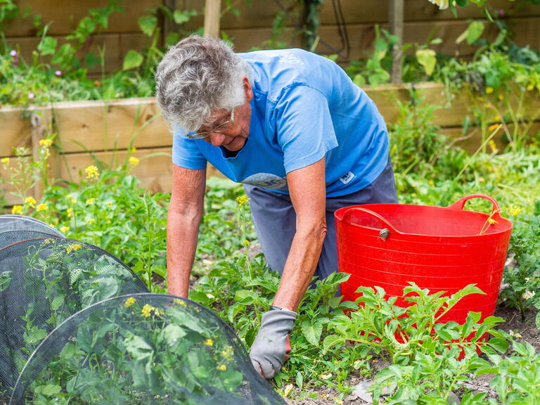 A person is tending to plants in a garden, surrounded by greenery and a large red bucket.