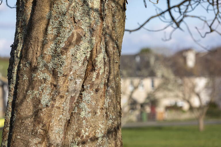 Tree with homes in background