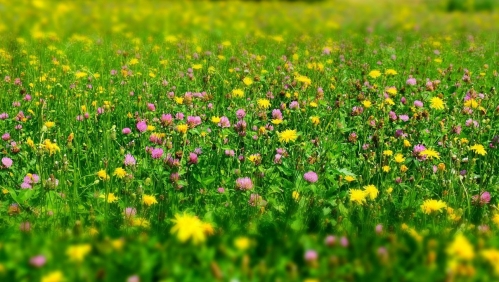 grass with a variety of wildflowers