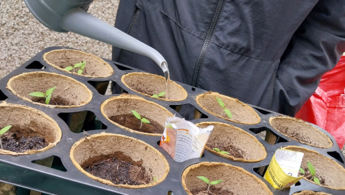 Tomatoes being grown at one of our supported housing schemes.