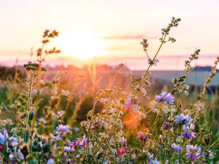 Image of wildflowers in a meadow with the sun shining: Shutterstock / Artur Sniezhyn