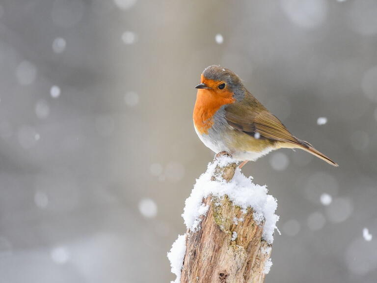Robin in the snow